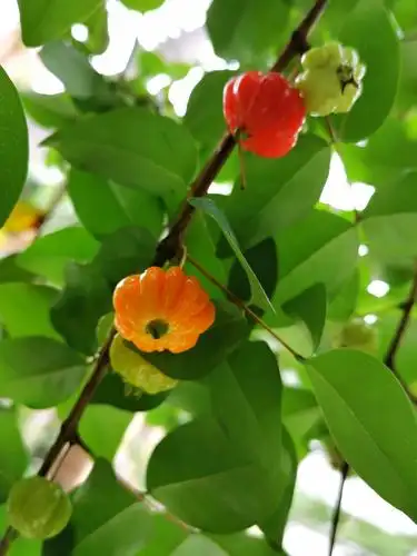 家门口的灯笼果