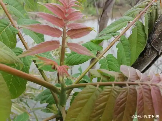 香椿和臭椿的区别