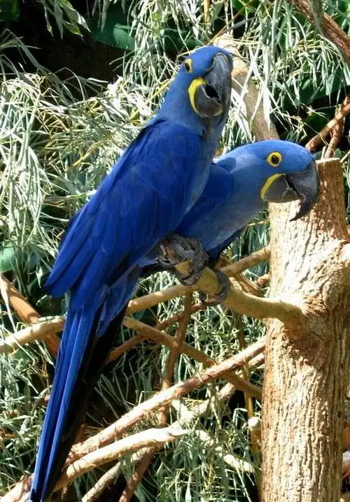 最大的鹦鹉是什么鹦鹉