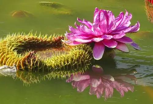 其它 难得一见——王莲开花 写美篇王莲开花 王莲是世界上最大的莲花.