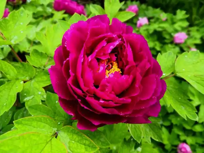 其它 阳春三月牡丹红 写美篇洛阳牡丹甲天下. 历经风雨冰雪寒