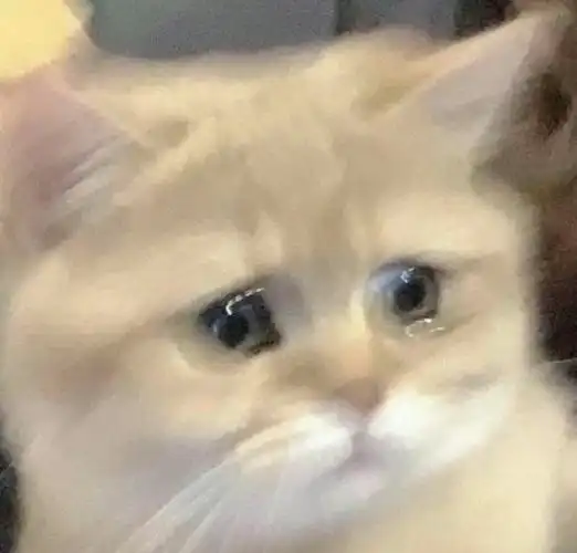 流泪猫猫头表情包乌乌