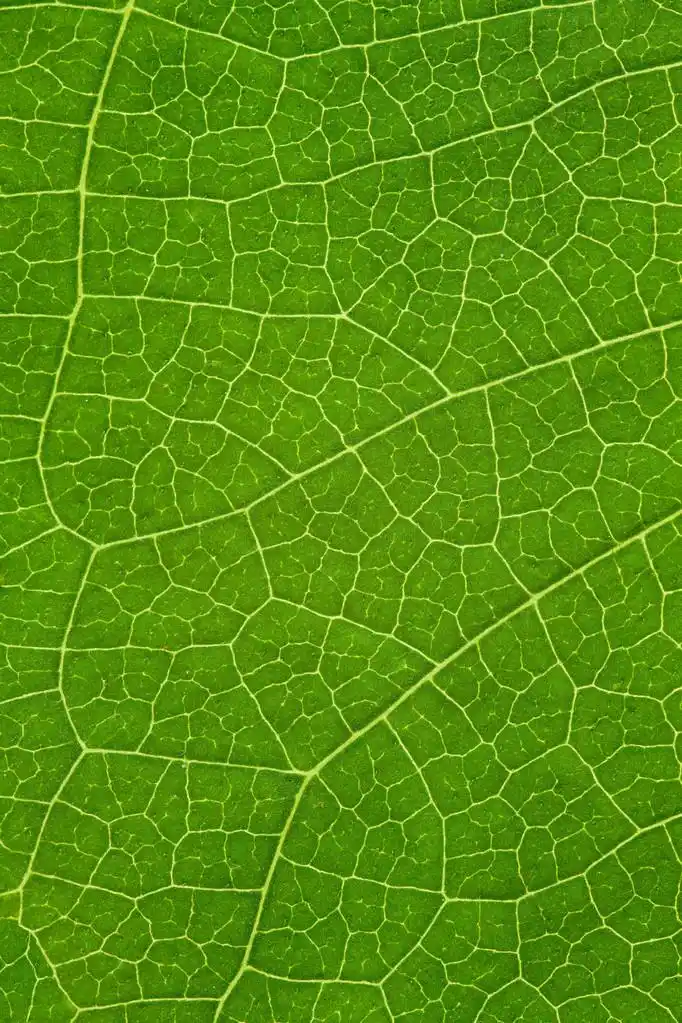 树树叶背景,树叶绿色背景或有机天然纹理