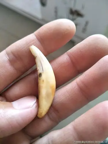 古代兽牙化石犬牙*牙临清运河古玩店万枚瓷片标本馆