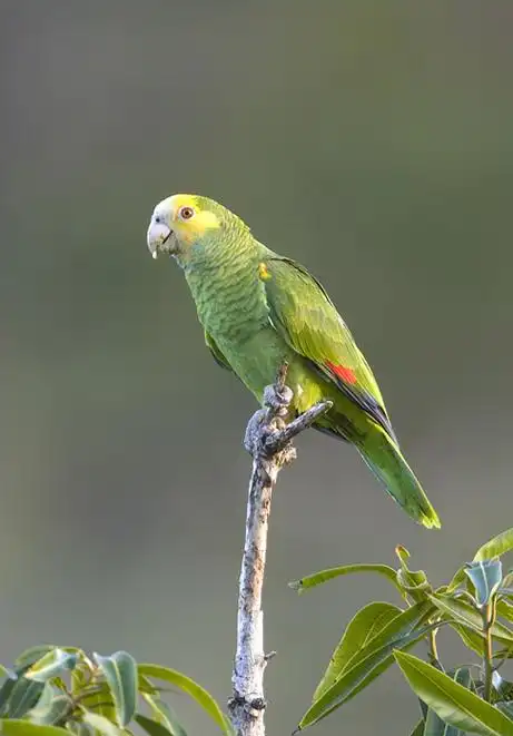 p>黄肩亚马逊鹦鹉是 a target="_blank" href="/item/鹦形目/1745763