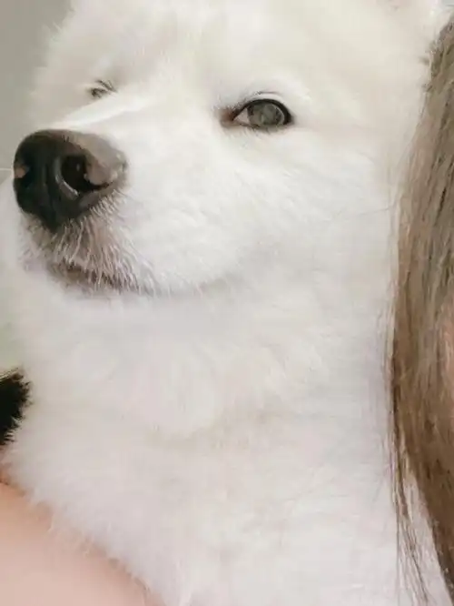 萨摩耶它充满智慧的眼神出现了