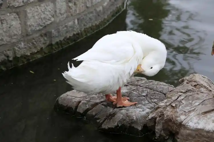 欣赏古人名诗佳句,观赏鸭群戏水景象———济南百花洲鸭群随拍