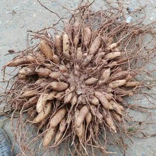 天门冬根似红薯,价值珍贵,可以煲汤,煮粥,泡酒,泡茶,请重视