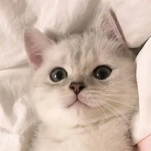 英短银渐层～jojo～～ - 堆糖,美图壁纸兴趣社区