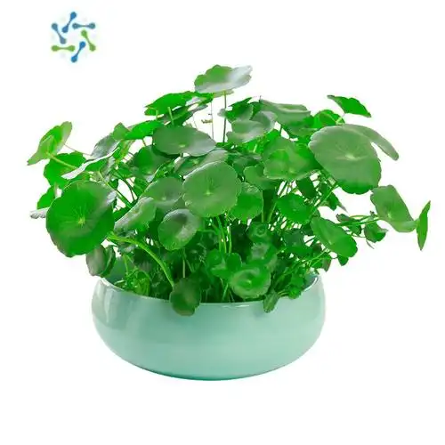 三维工匠铜钱草水培植物室内盆栽客厅办公桌面金钱草水养植物好养花卉