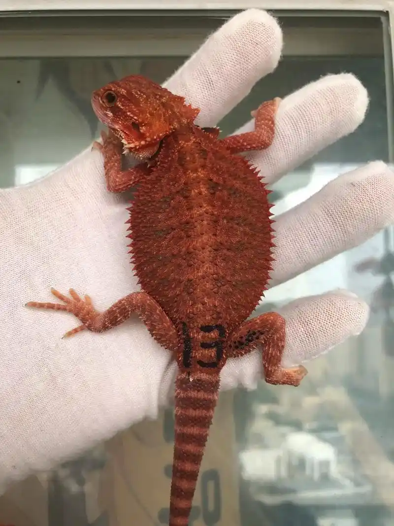 红系鬃狮蜥 性别: - 抖音