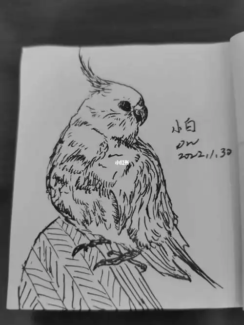 随笔画玄凤鹦鹉