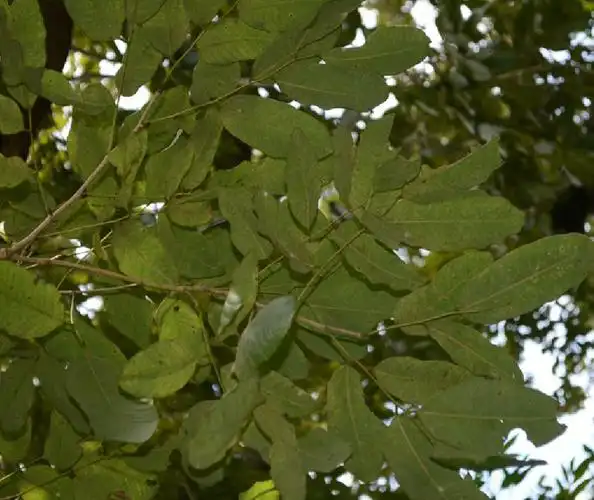 是豆科紫檀属植物,高大乔木,树高30米,胸径2.5米.