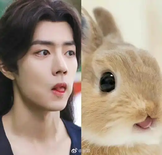 肖战撞脸狗狗表情包##新娱