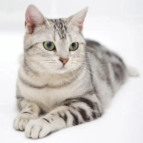 p>美国短毛猫是原产于美国的一种猫,其祖先为欧洲早期移民带到北美的