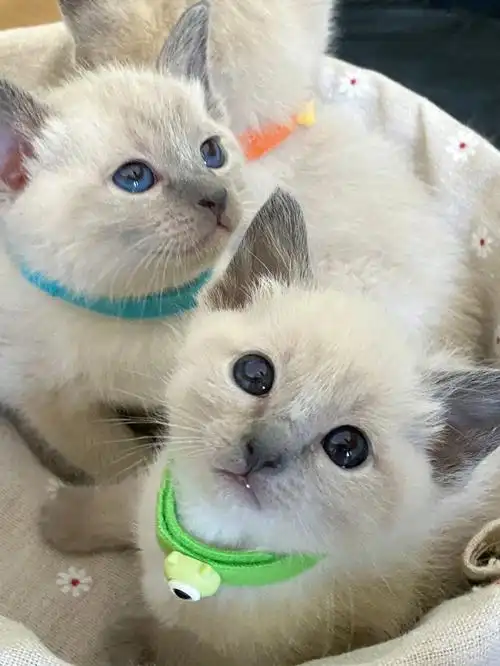 1080_1439竖版 竖屏