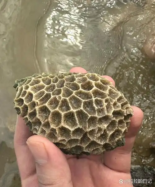 今天在海边捡到这块石头,跟鹅蛋一般太小,上面呈蜂窝状,太奇特了.