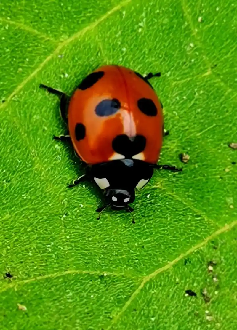 注意:七星瓢虫咬人的.被咬过的皮肤会红肿,有轻微刺痛感,不要 - 抖音