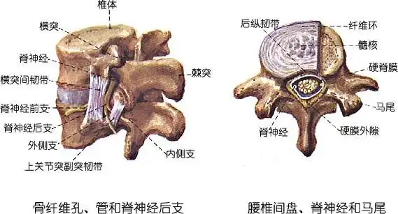 腰椎解剖图