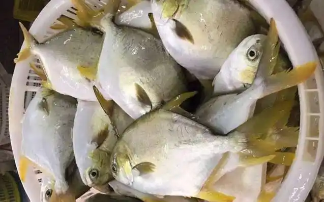 钓金鲳鱼用什么饵料?