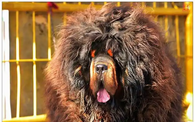 纯种珍贵的河曲藏獒以黑背黄四眼为最佳,其次为黑色,褐色,白色.