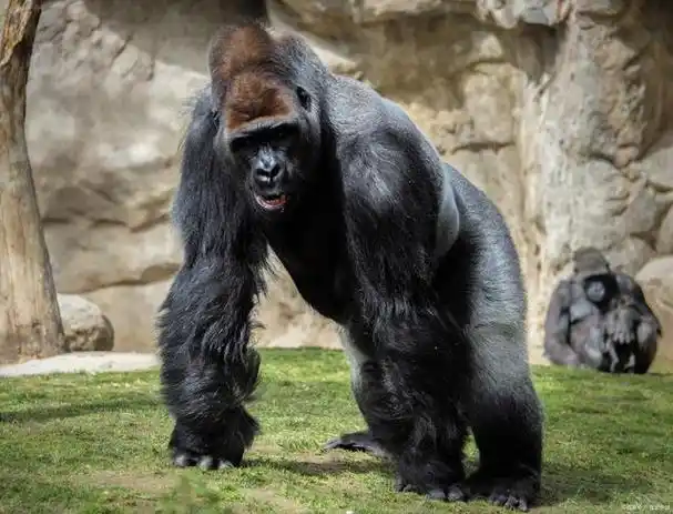 体型强壮的银背大猩猩