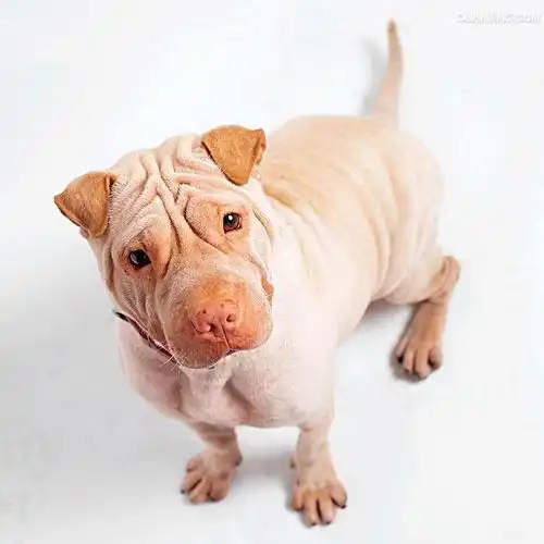 沙皮犬,英文名 sharpei,产于中国广东南海大沥镇一带,是世界名种斗狗