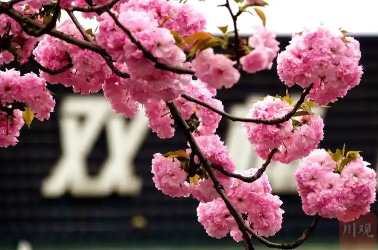 成都街头樱花绽放灿若云霞