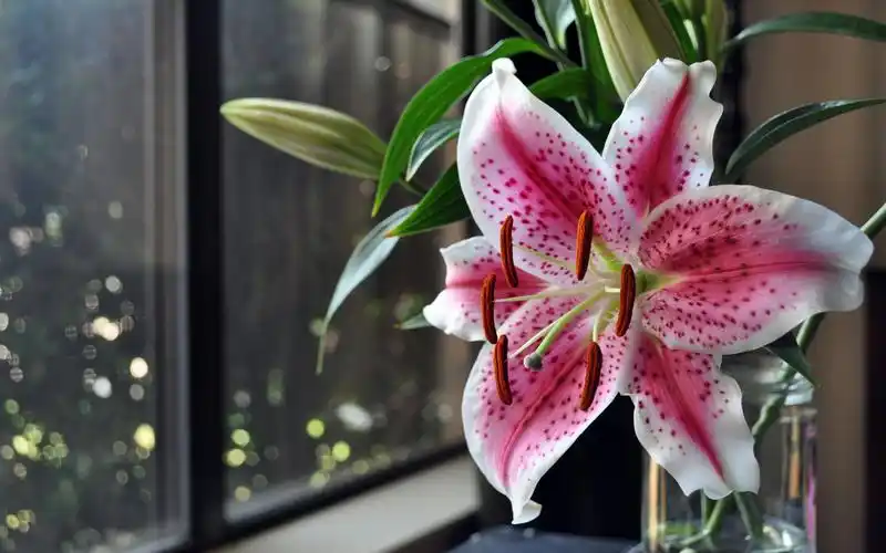 粉色百合,花瓣,花瓶,窗户 iphone 壁纸