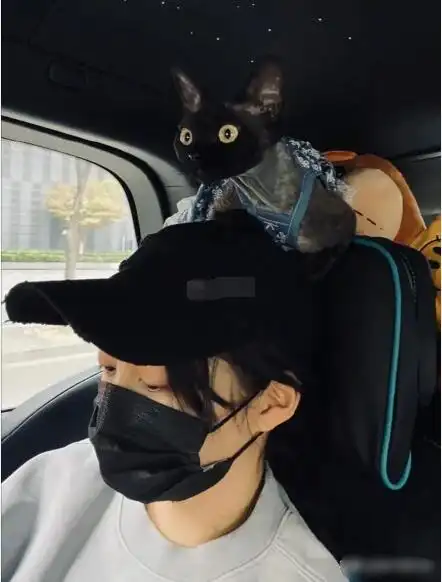 华晨宇的perper是什么品种的猫德文卷毛猫多少钱一只