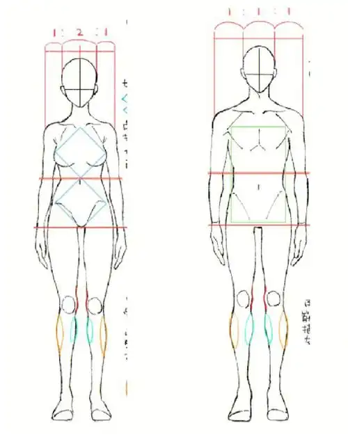 板绘插画90人体结构比例知识干货笔记整理