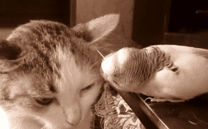 294_183gif 动态图 动图