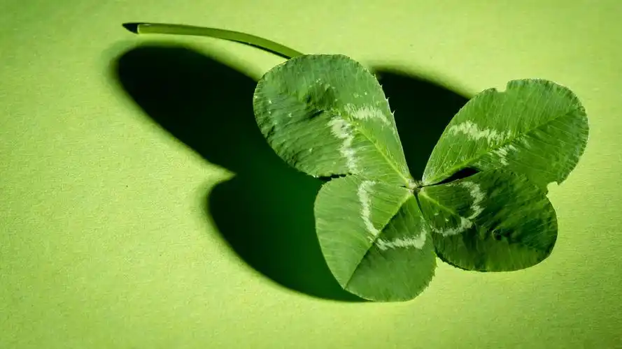 四叶草的花语幸福,等待爱情出现,代表爱情,希望,信心与幸运四叶草的每