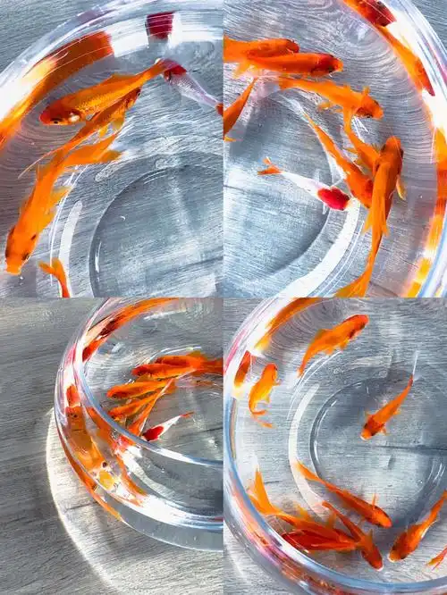 鱼缸里的小金鱼