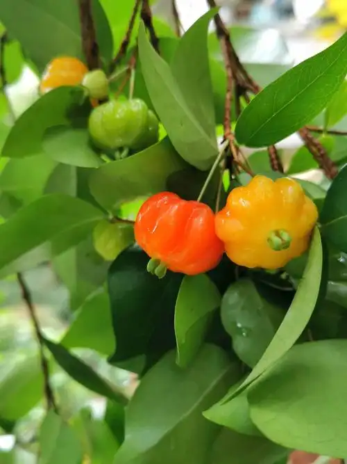 家门口的灯笼果