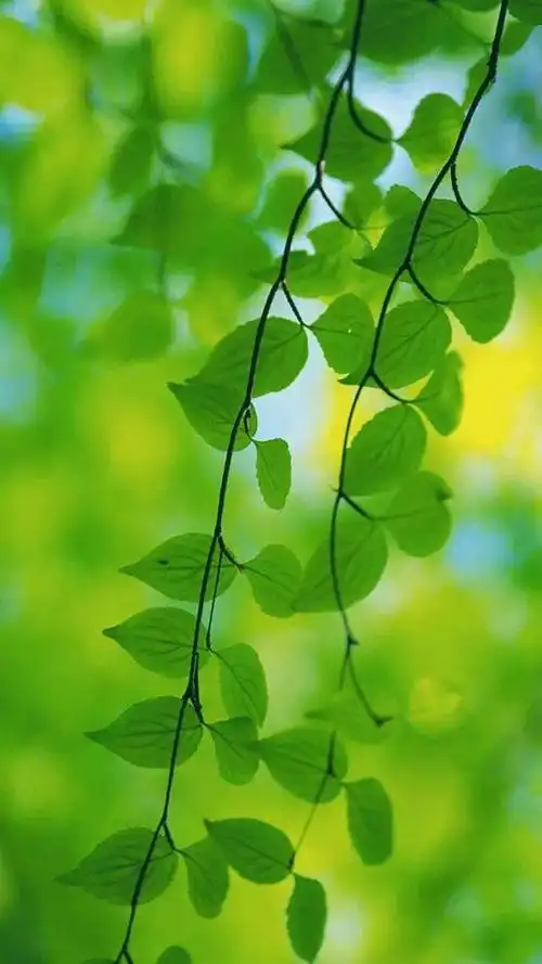 绿色壁纸:墨已入水渡一池青花,揽五分红霞采竹回家