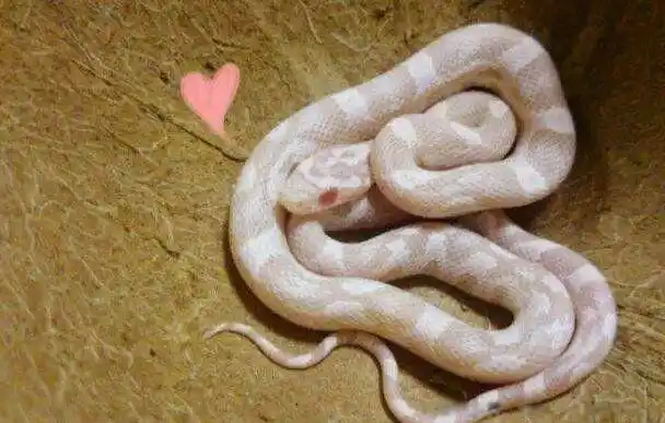 世界上最可爱的蛇 十块钱的无毒小宠物蛇