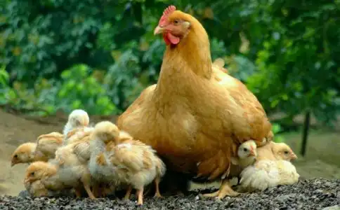 小鸡问母鸡:"妈妈,今天可否不用下蛋,带我出去玩啊"?