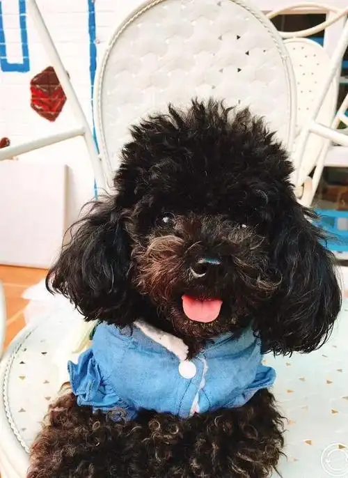 4. 纯种泰迪犬什么颜色最好