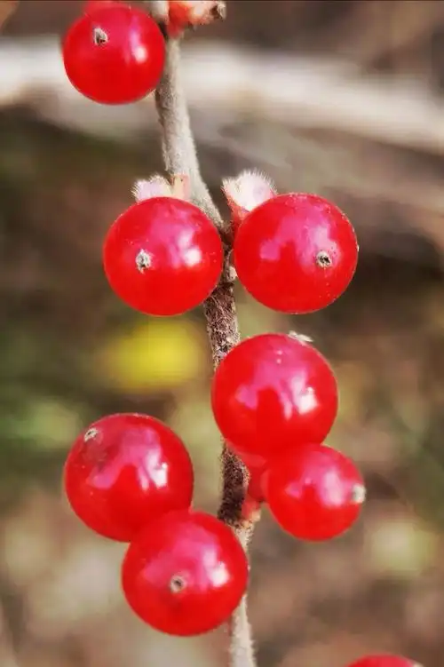 那一串串红透了的果实在初冬的暖阳下更加娇艳