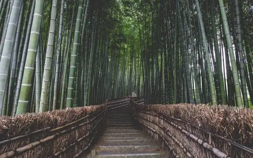 清新护眼绿色竹林风景桌面壁纸