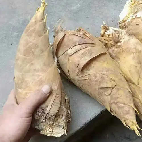 现货湖南新鲜冬笋现黄泥笋带壳毛竹笋 1kg 1kg