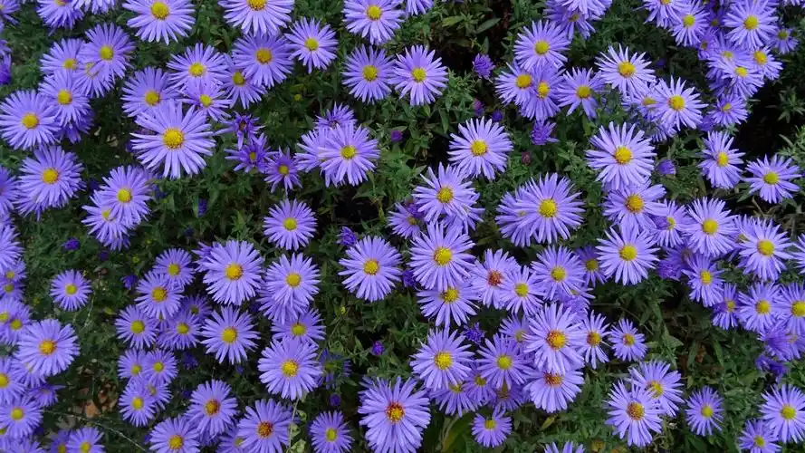 许多蓝色的花翠菊 1080x1920 iphone 8/7/6/6s plus 壁纸,图片,背景