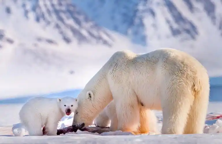 摄影师捕捉北极熊教幼崽捕猎全过程