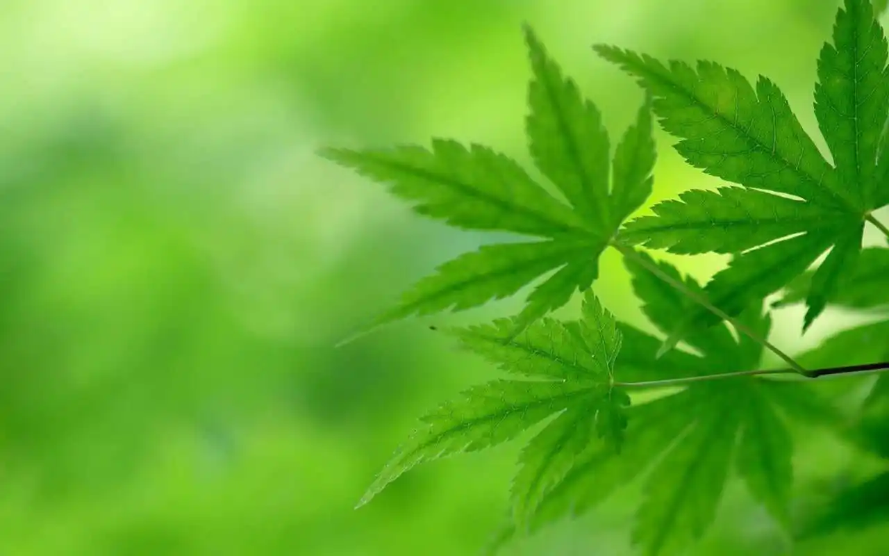 小清新护眼绿色清新壁纸_超好看绿色壁纸