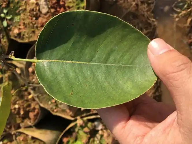 印度檀香紫檀苗 树苗绿化庭院名贵树苗树种 檀香紫檀(9年苗) 其他