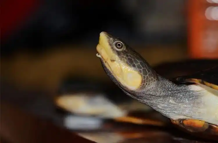 亚马逊和圭亚那蟾头