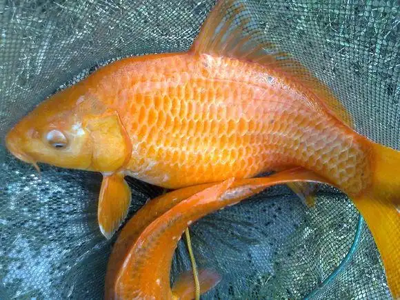 水库钓起一对红鲤鱼"夫妻"老板花200元买走