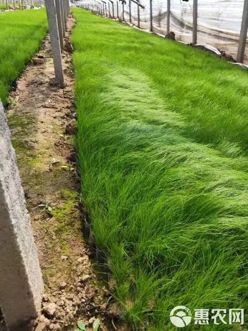 草花  细茎针茅,细叶针芒,墨西哥羽毛草,杯苗大量供应