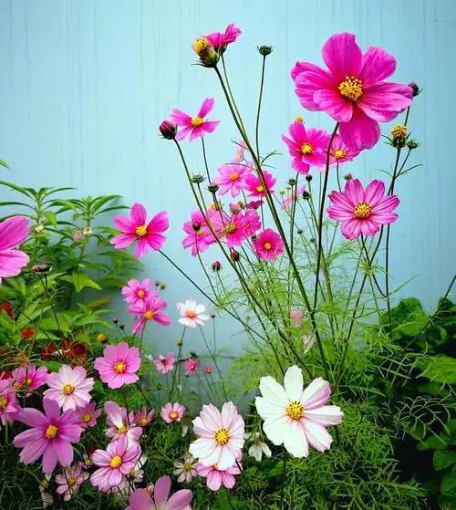 喜欢花,喜欢那种自然,淡雅,乃至极至的美.